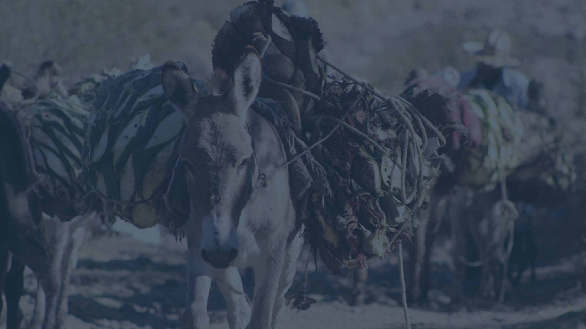 Paisaje agavero — APALUZ Mezcal Durango